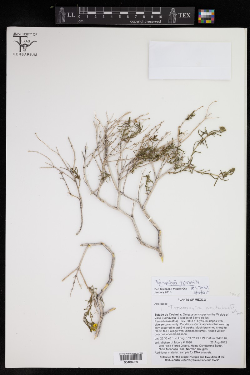 Thymophylla gypsophila photo 2