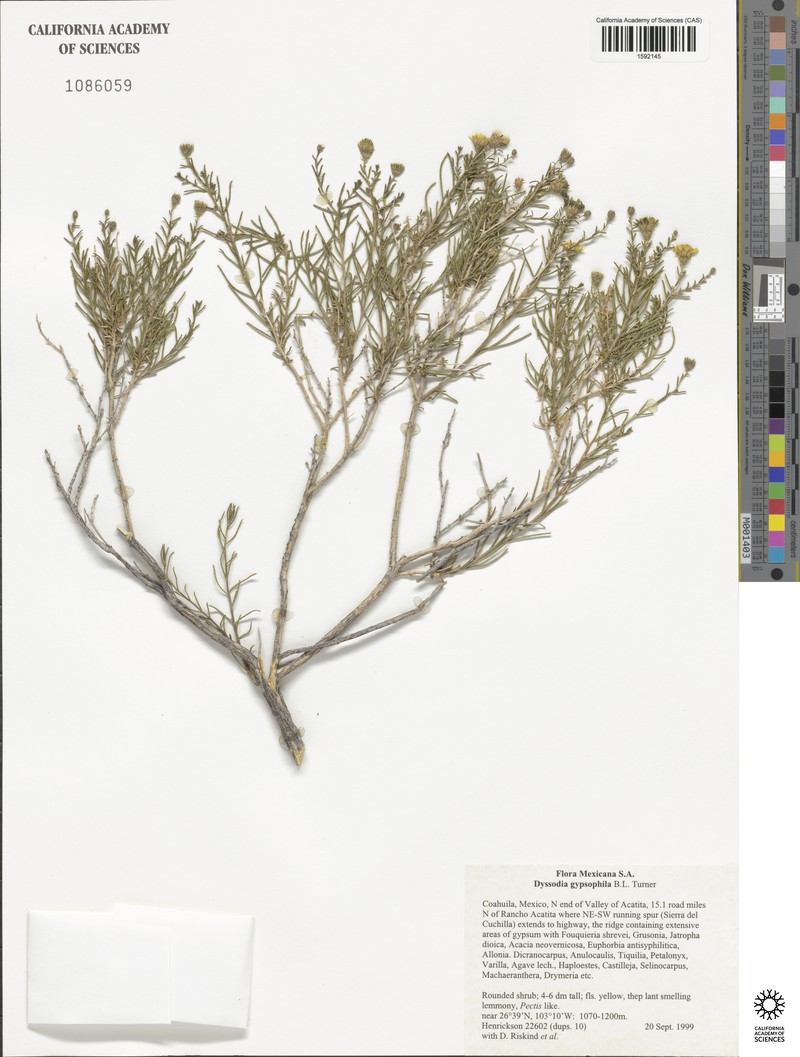 Thymophylla gypsophila photo 3