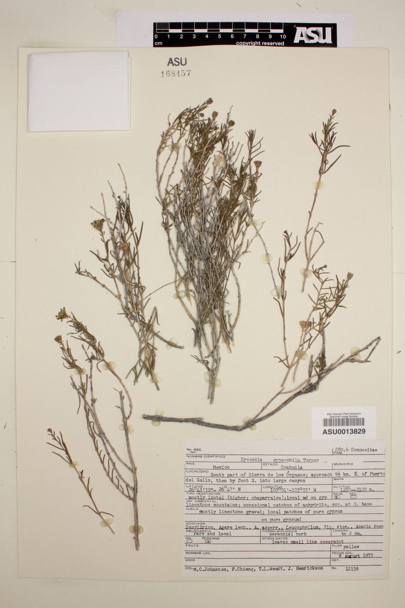 Thymophylla gypsophila photo 4