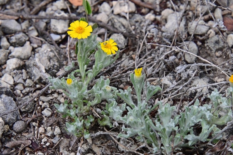 Woolly Pricklyleaf