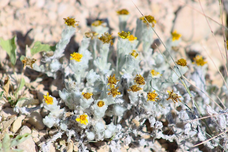 Woolly Pricklyleaf photo 2