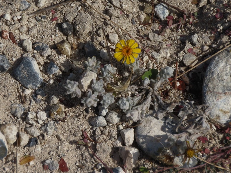 Woolly Pricklyleaf photo 3
