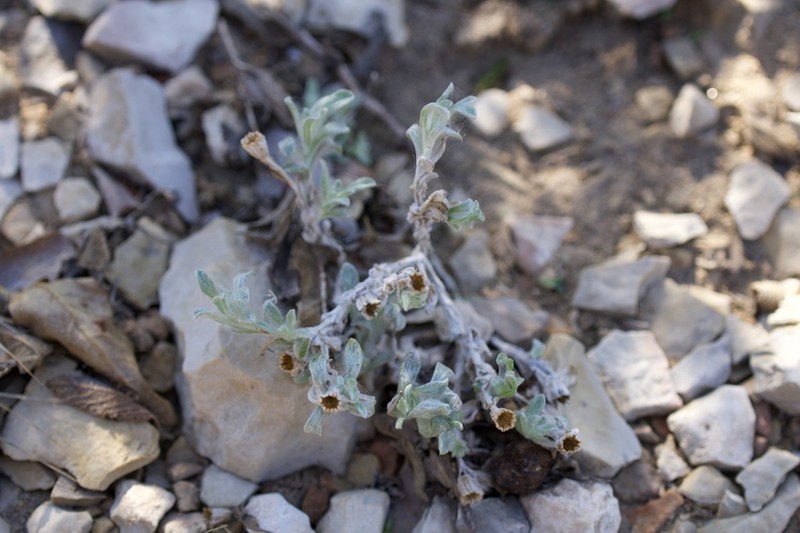 Woolly Pricklyleaf photo 6