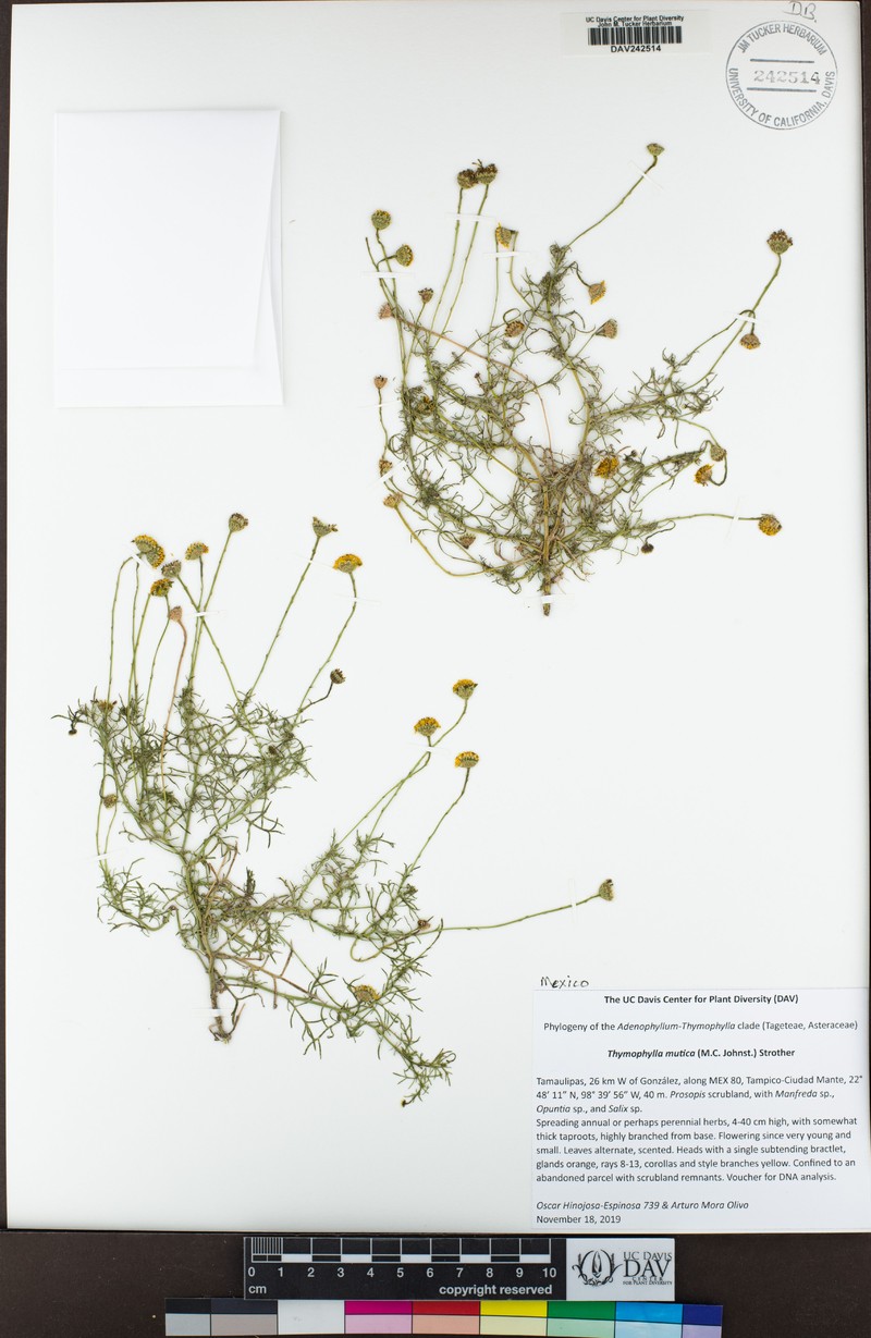 Thymophylla mutica