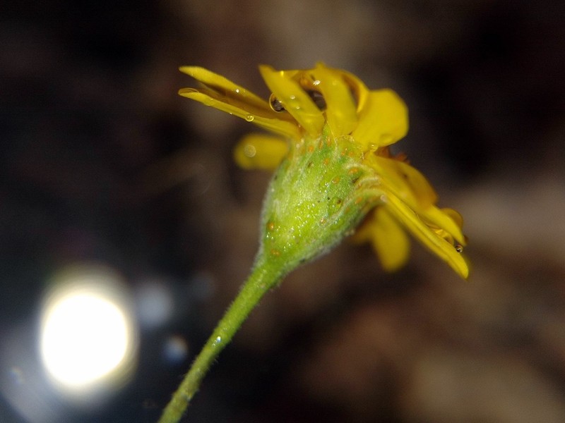Fiveneedle Pricklyleaf