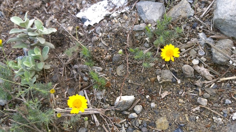 Fiveneedle Pricklyleaf photo 4