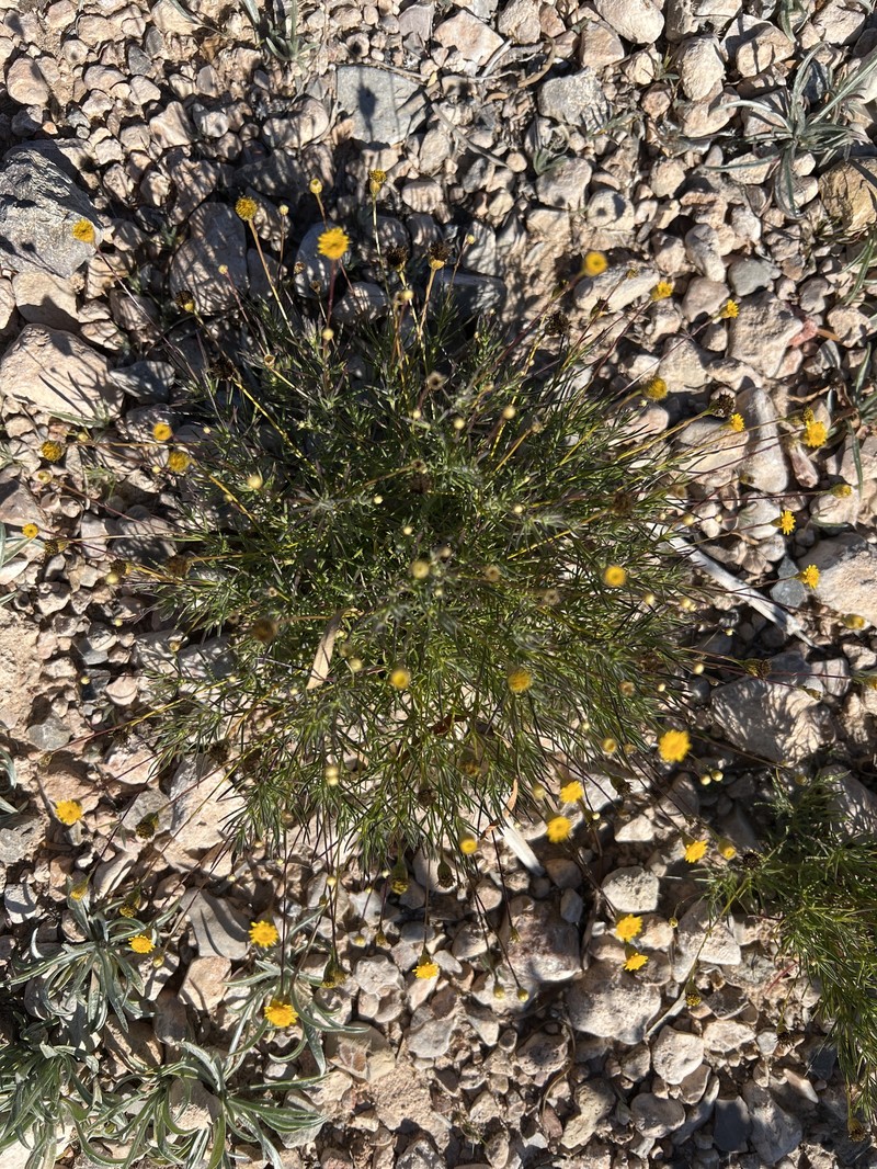 Thymophylla pentachaeta var. belenidium