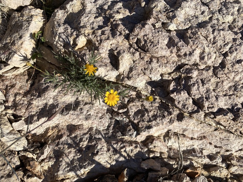 Thymophylla pentachaeta var. belenidium photo 2