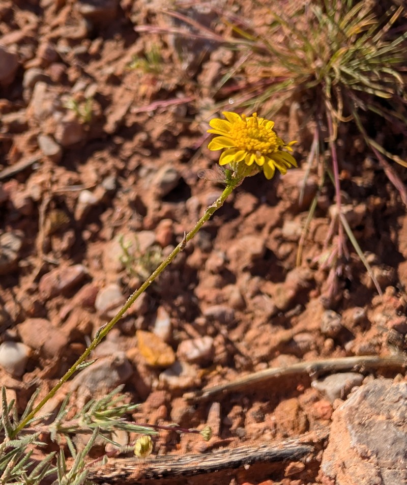 Thymophylla pentachaeta var. belenidium photo 3