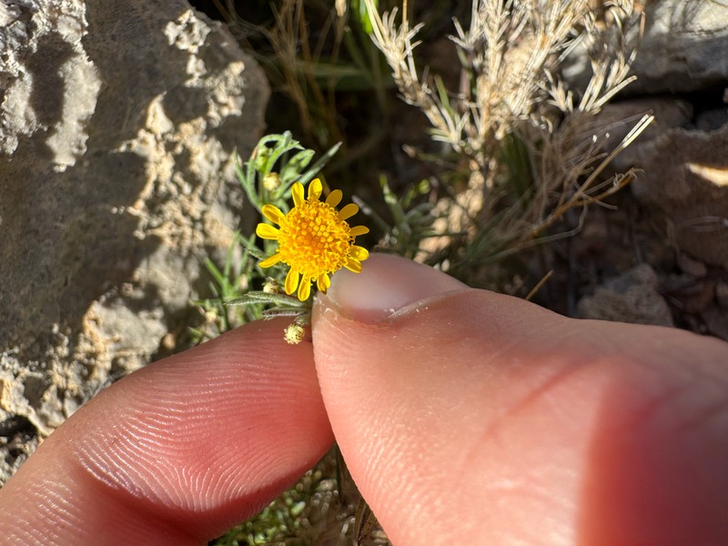 Thymophylla pentachaeta var. belenidium photo 4
