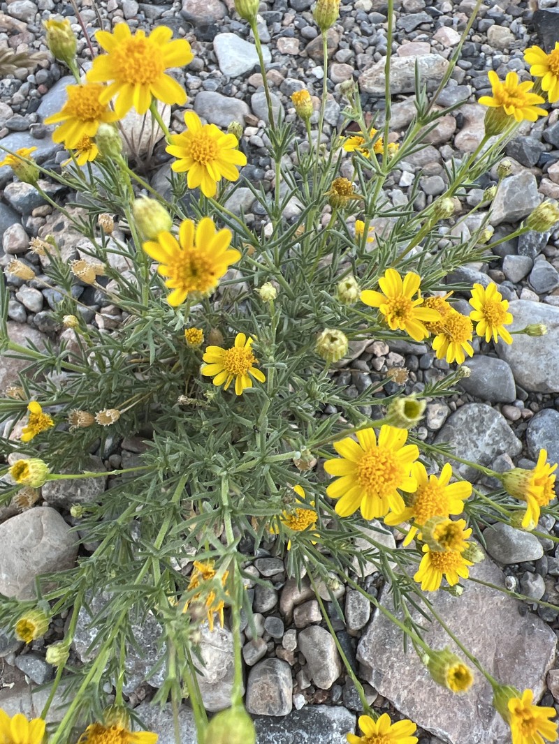 Thymophylla pentachaeta var. belenidium photo 5