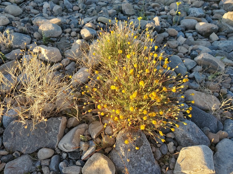 Thymophylla pentachaeta var. belenidium photo 6