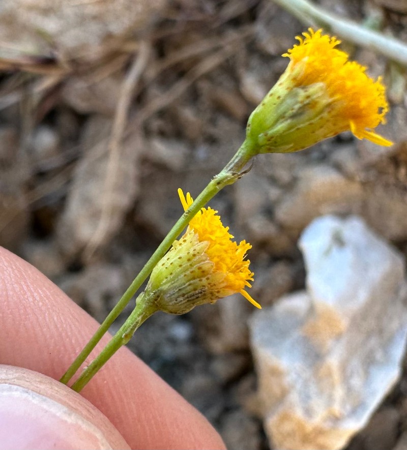 Thymophylla pentachaeta var. belenidium photo 7