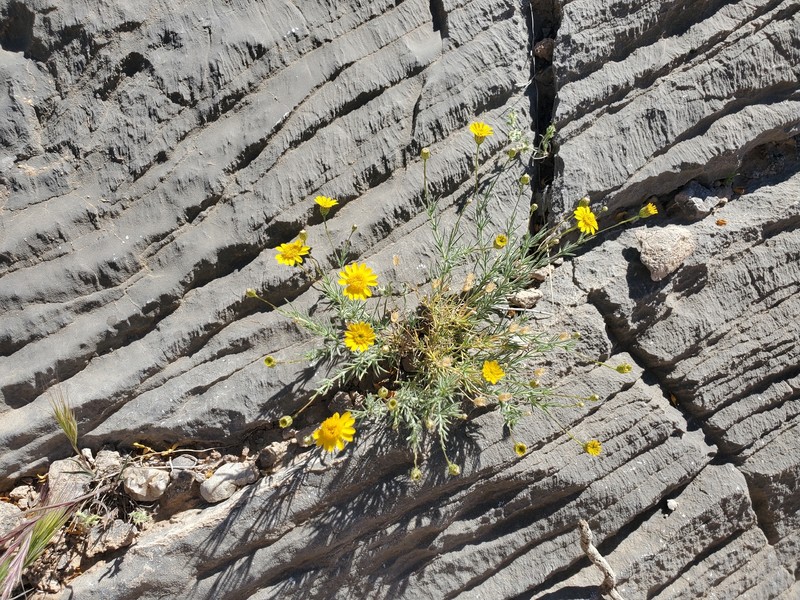Thymophylla pentachaeta var. belenidium photo 8