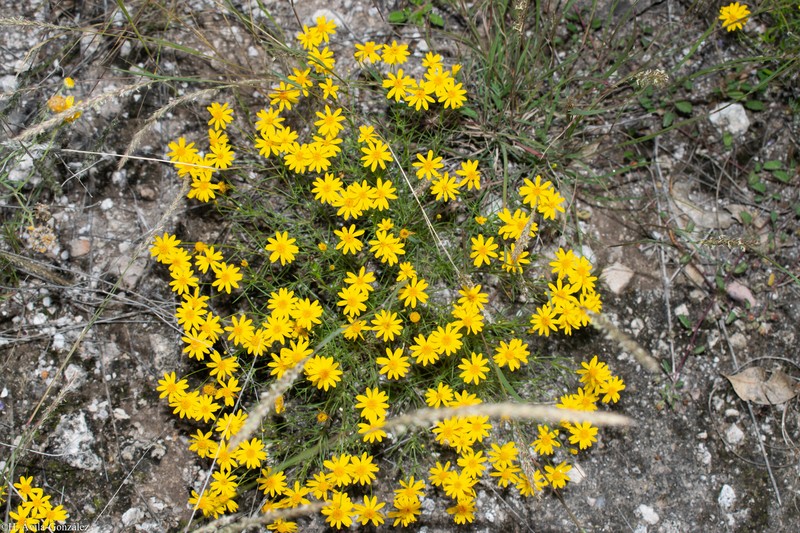 Thymophylla pentachaeta var. hartwegii
