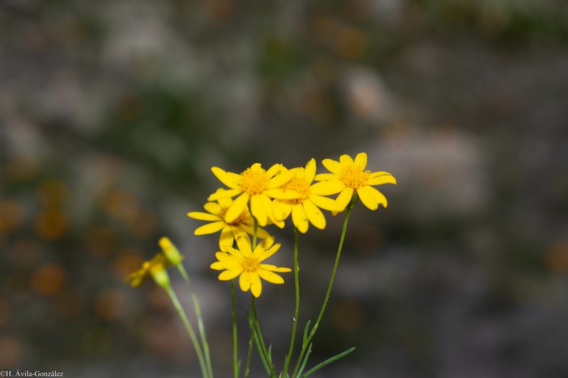 Thymophylla pentachaeta var. hartwegii photo 2