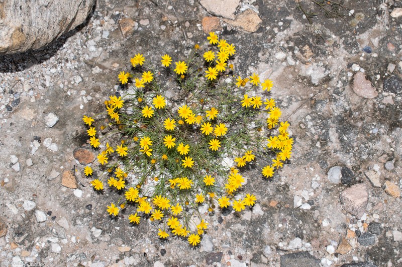 Thymophylla pentachaeta var. hartwegii photo 3