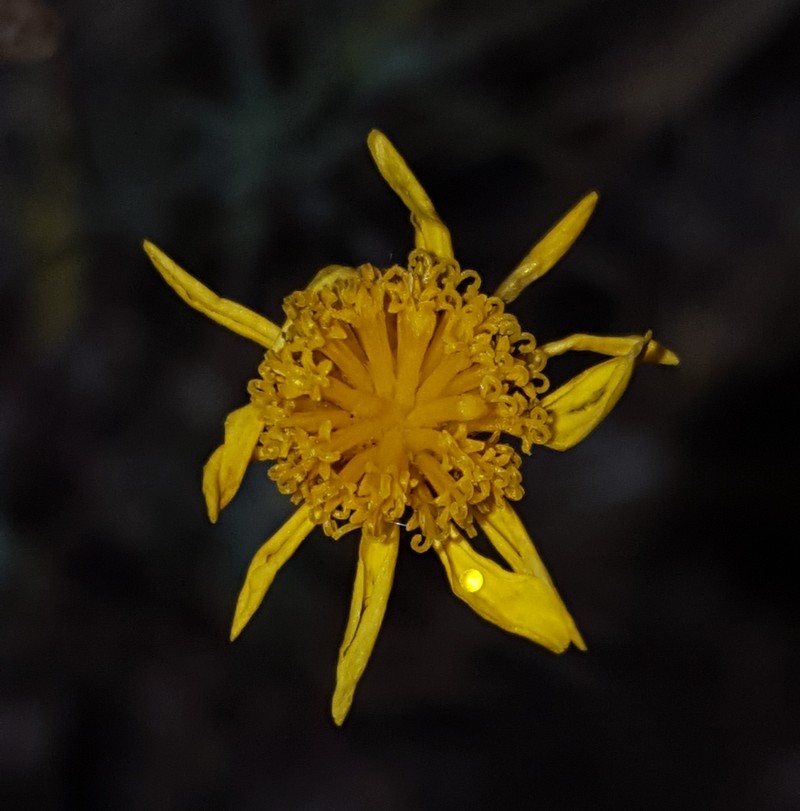 Thymophylla pentachaeta var. hartwegii photo 4