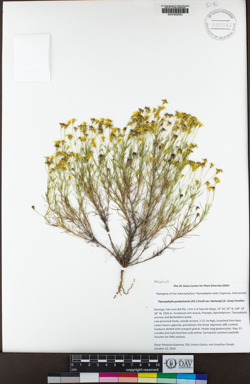 Thymophylla pentachaeta var. hartwegii photo 5