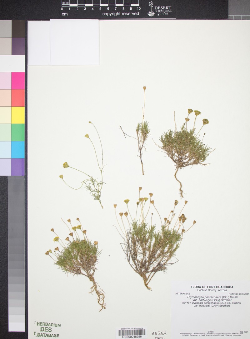 Thymophylla pentachaeta var. hartwegii photo 6