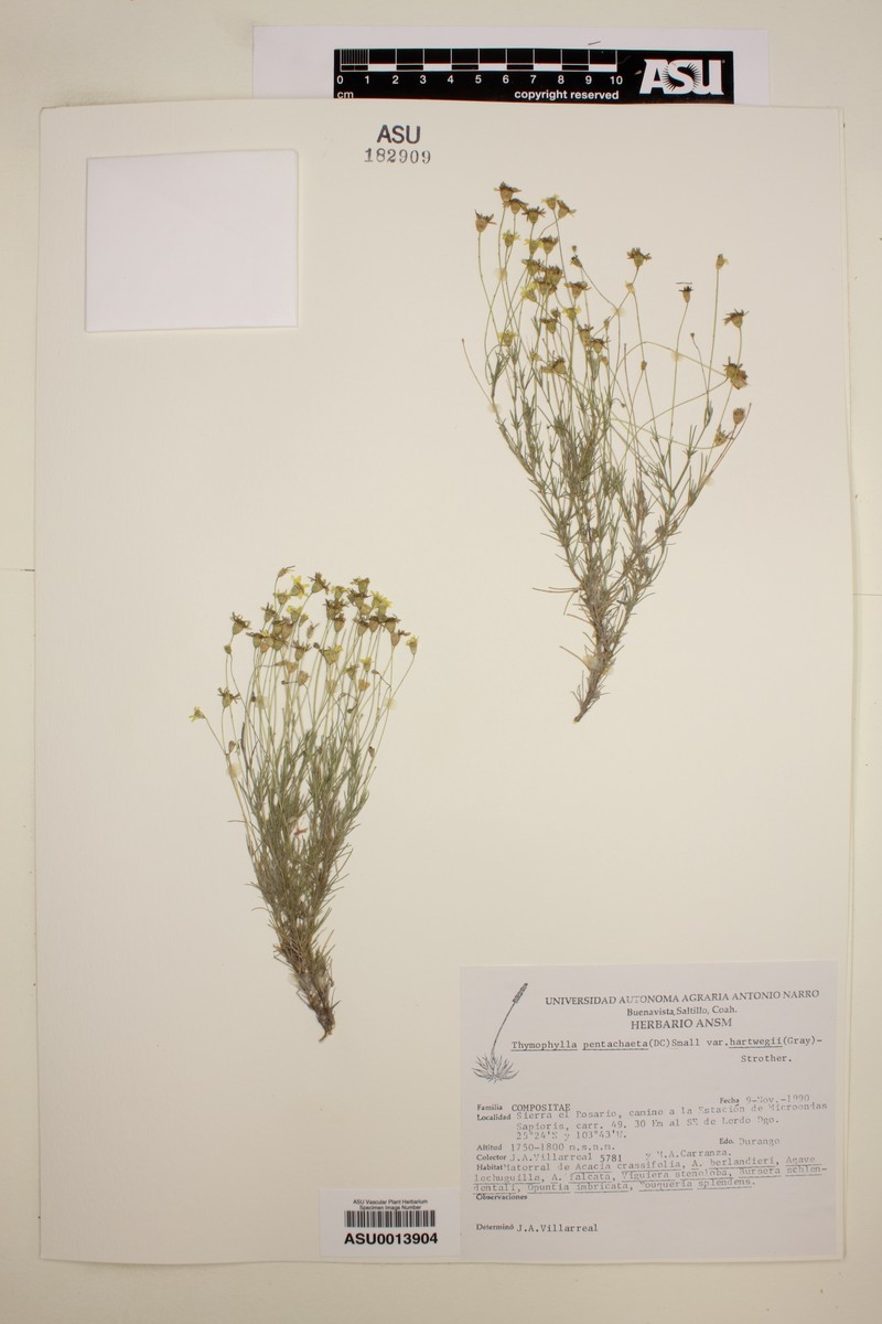 Thymophylla pentachaeta var. hartwegii photo 7