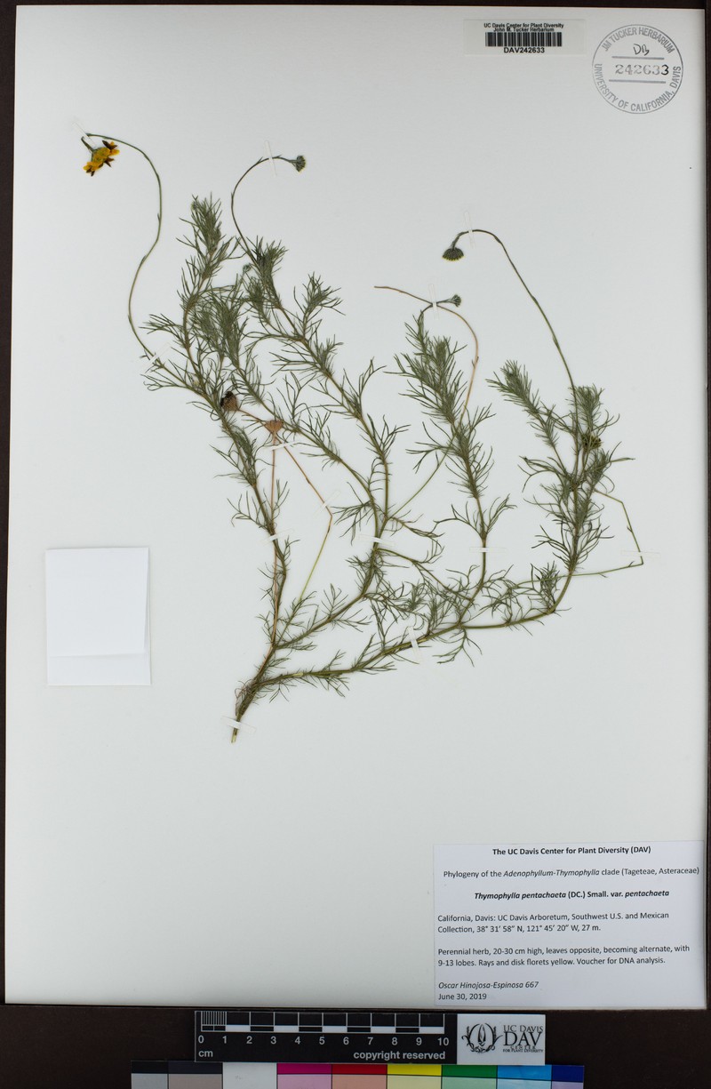 Thymophylla pentachaeta var. pentachaeta