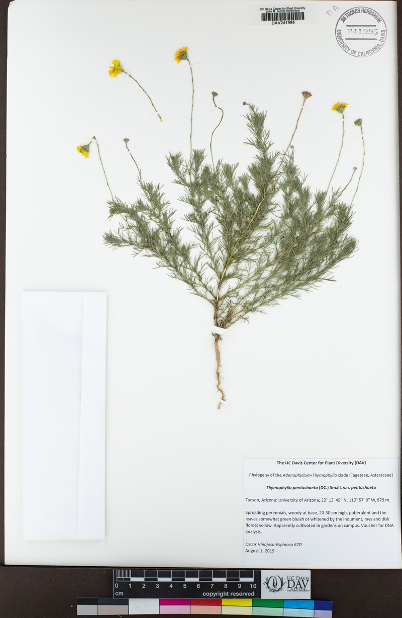Thymophylla pentachaeta var. pentachaeta photo 2