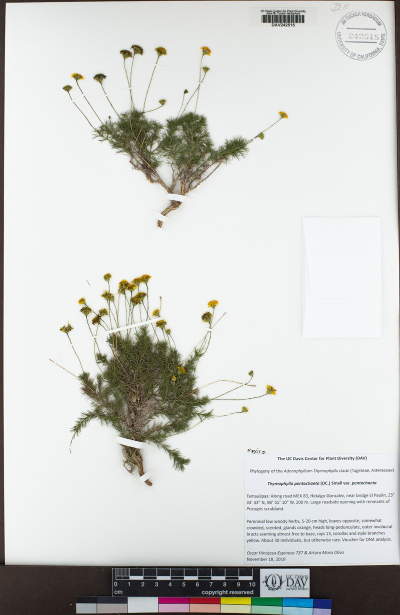 Thymophylla pentachaeta var. pentachaeta photo 3