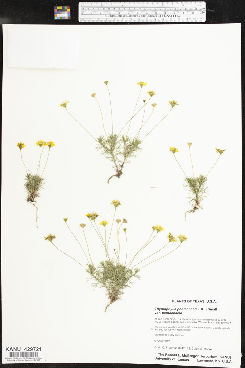 Thymophylla pentachaeta var. pentachaeta photo 4