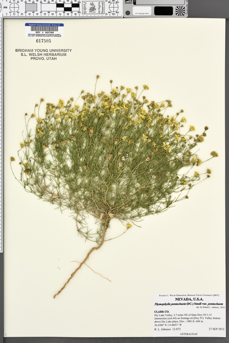 Thymophylla pentachaeta var. pentachaeta photo 5