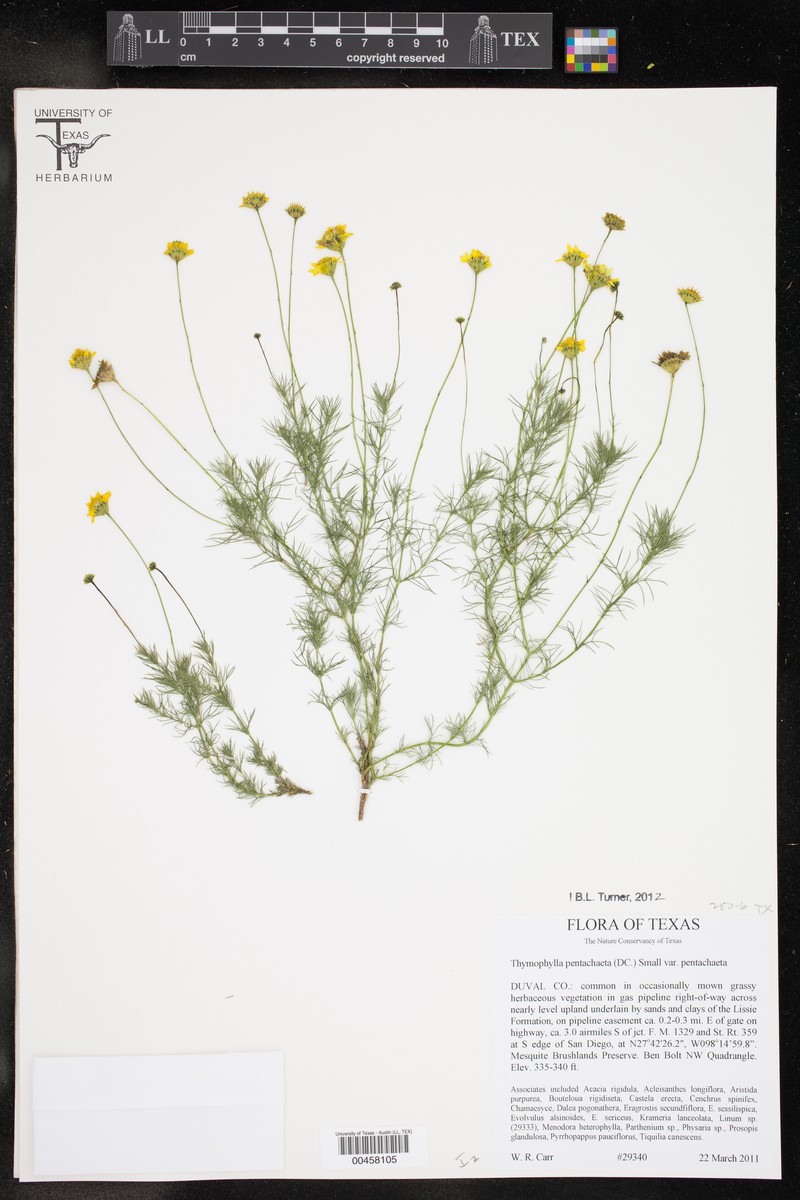 Thymophylla pentachaeta var. pentachaeta photo 6