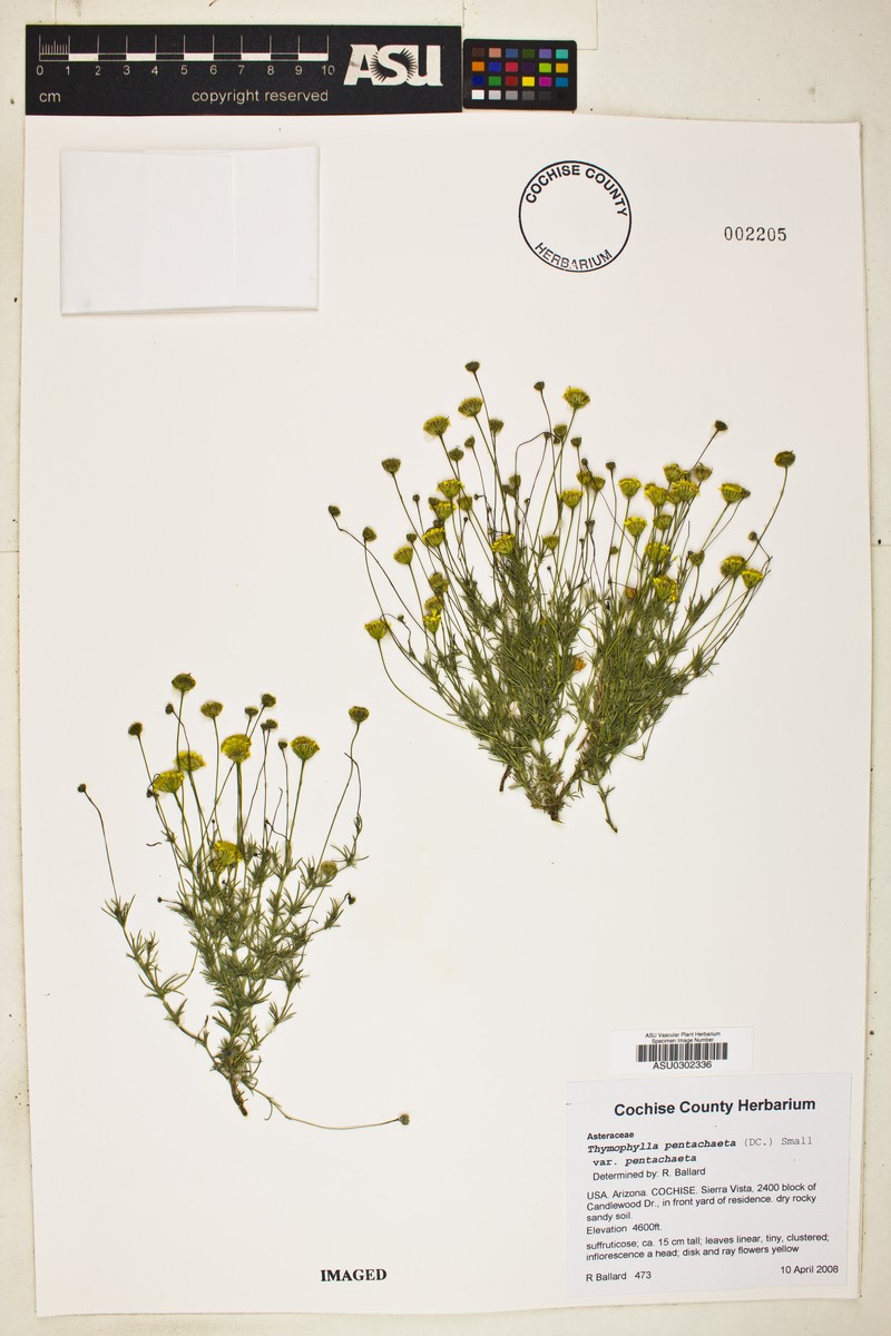 Thymophylla pentachaeta var. pentachaeta photo 7
