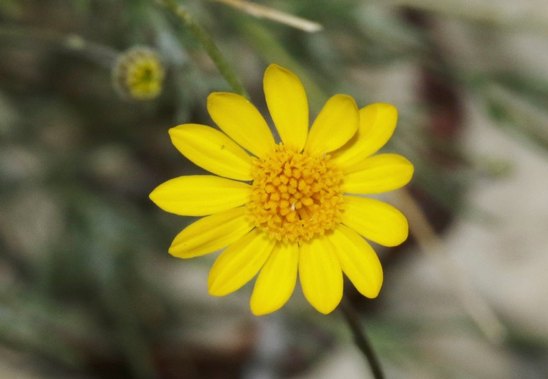 Thymophylla pentachaeta var. puberula