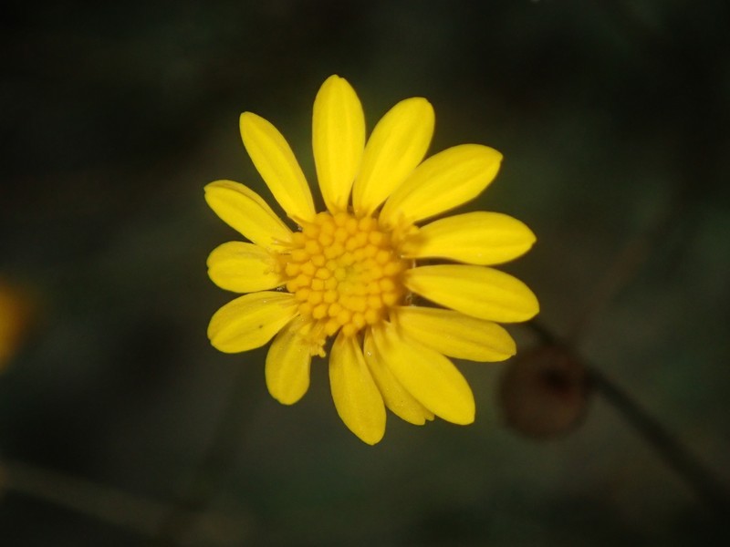 Thymophylla pentachaeta var. puberula photo 2