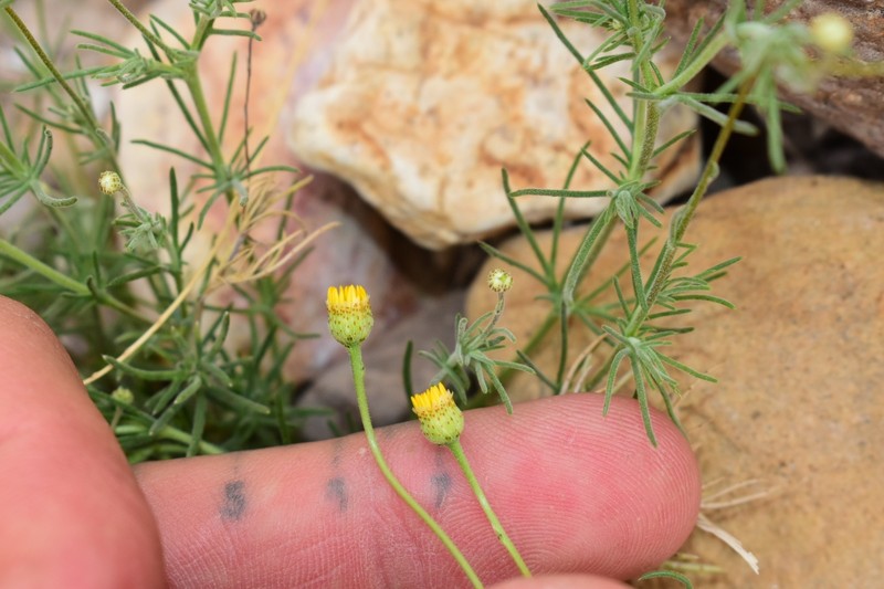 Thymophylla pentachaeta var. puberula photo 3
