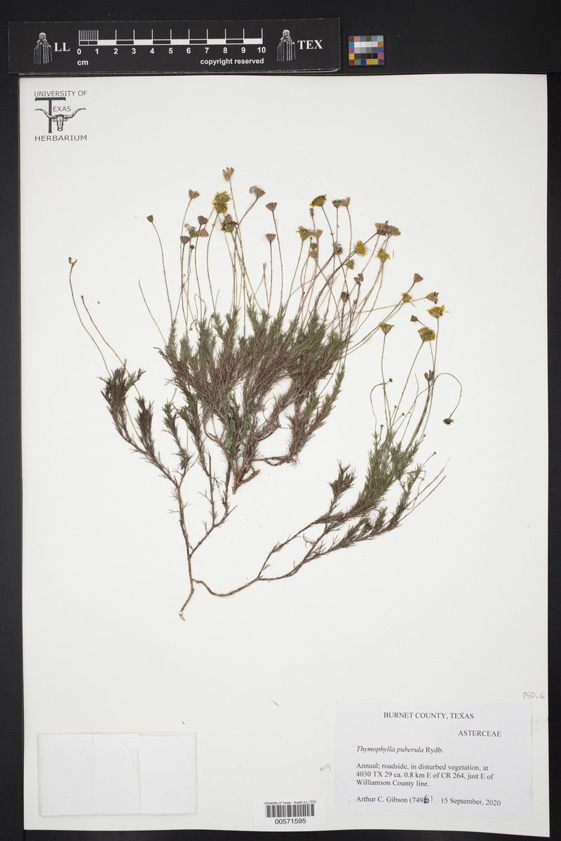 Thymophylla pentachaeta var. puberula photo 4