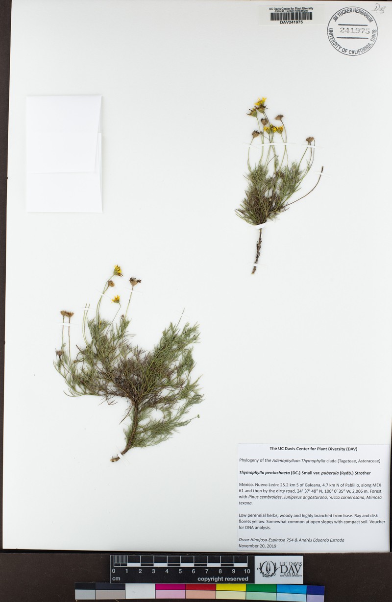 Thymophylla pentachaeta var. puberula photo 5