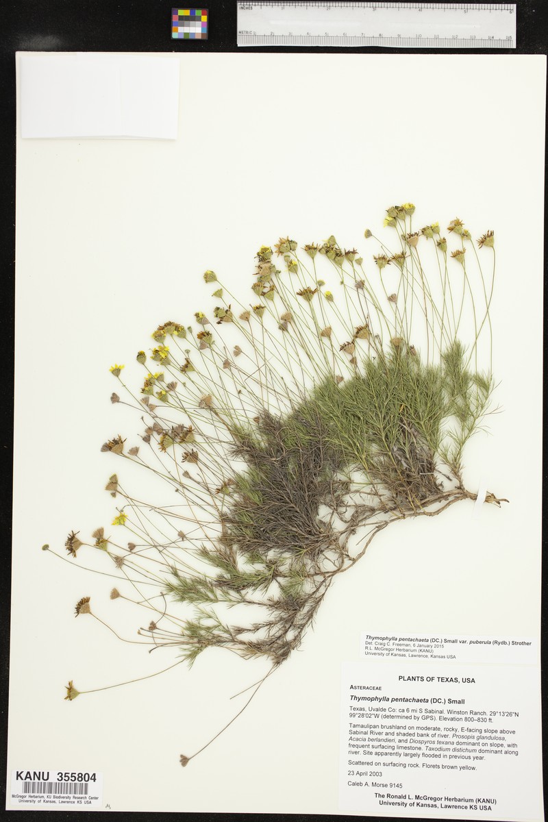 Thymophylla pentachaeta var. puberula photo 6