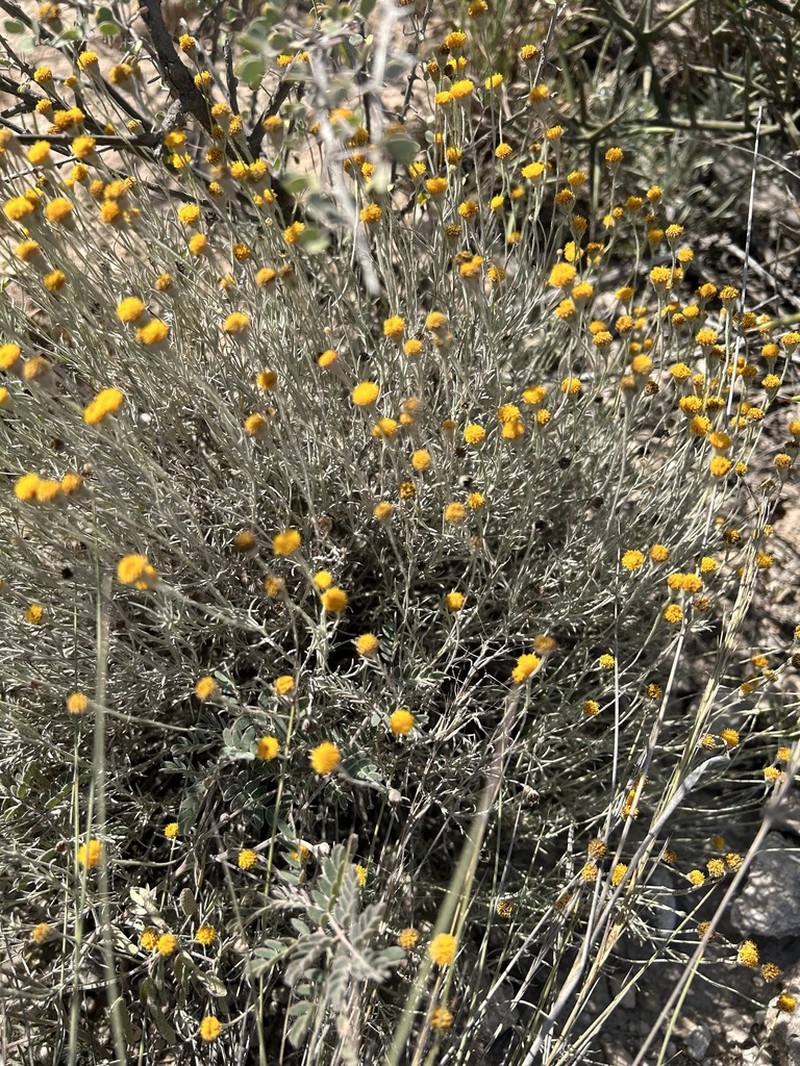 Texas Pricklyleaf