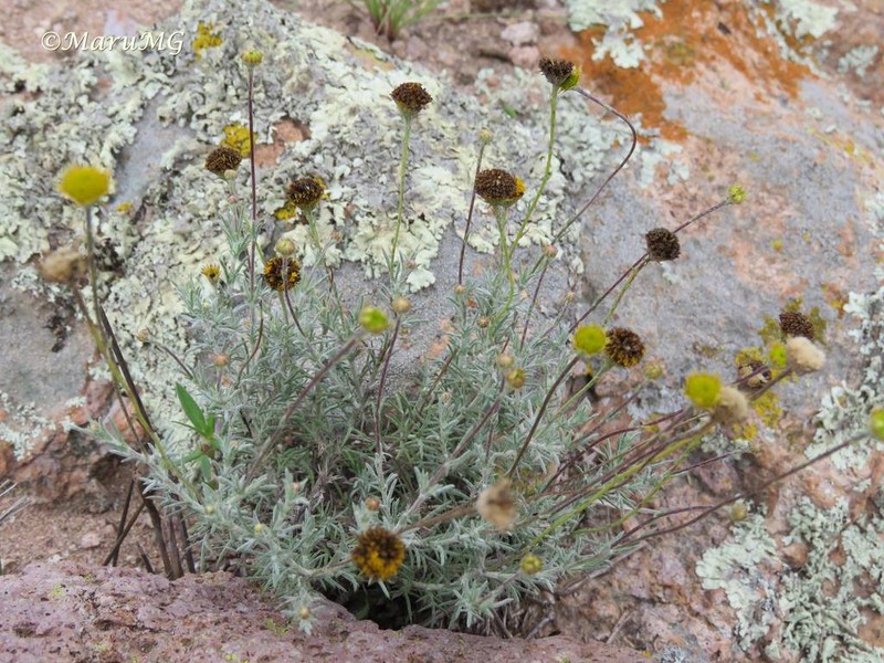 Texas Pricklyleaf photo 2