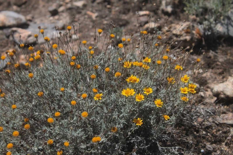 Texas Pricklyleaf photo 3