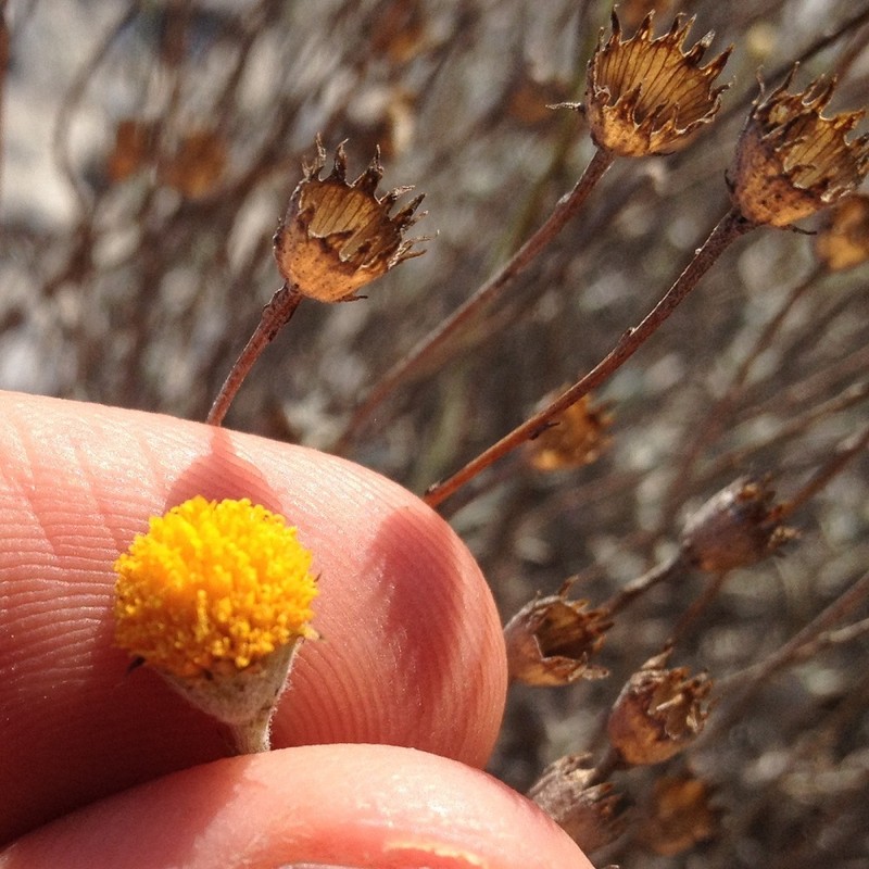 Texas Pricklyleaf photo 4