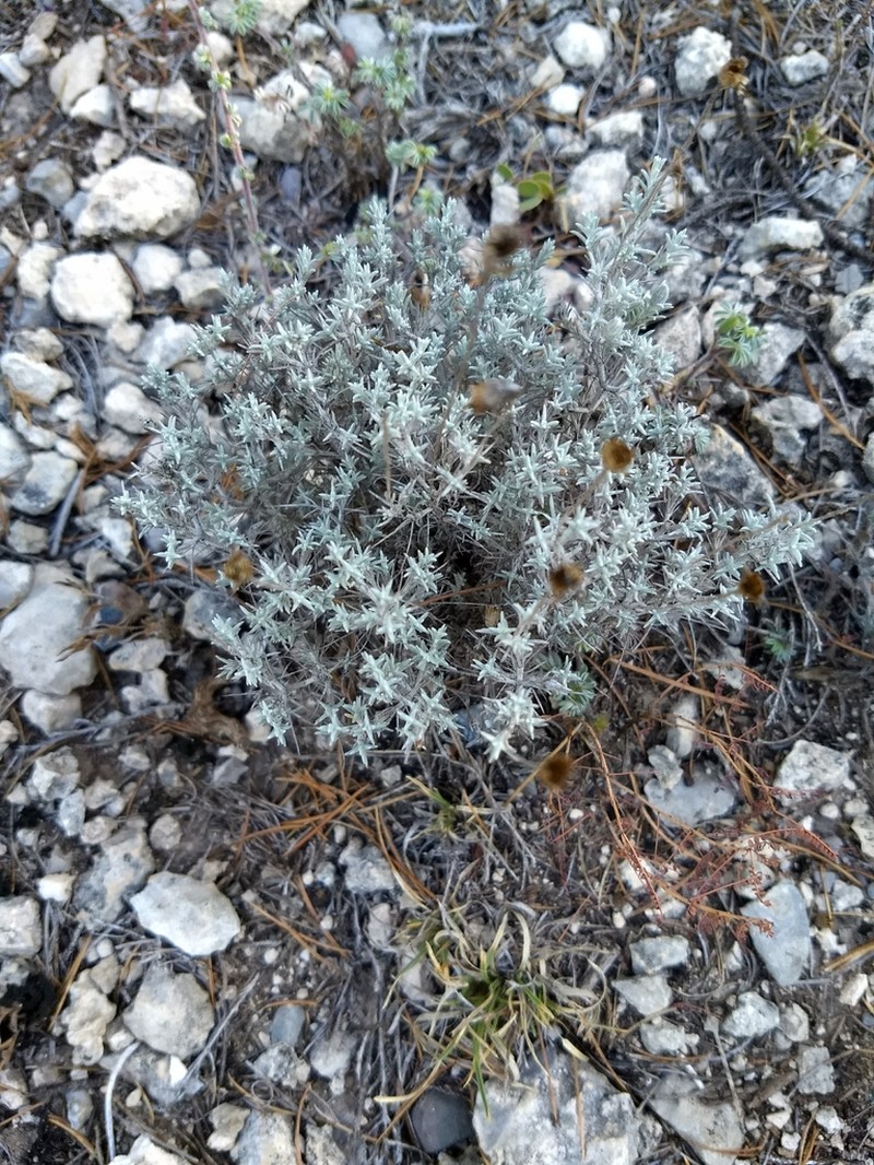 Texas Pricklyleaf photo 5