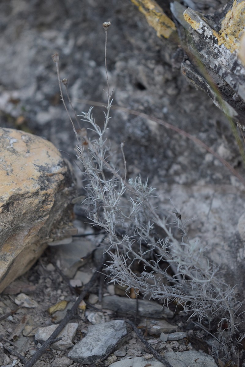 Texas Pricklyleaf photo 6