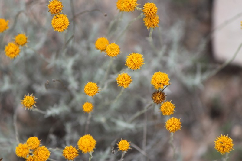 Texas Pricklyleaf photo 7