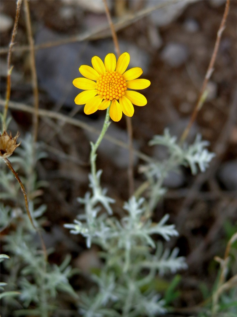 Texas Pricklyleaf photo 8