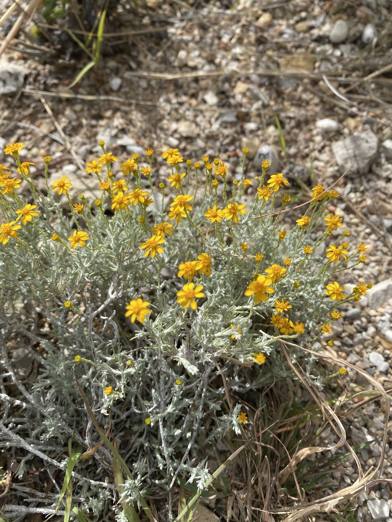 Thymophylla setifolia var. greggii