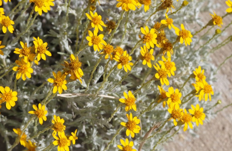 Thymophylla setifolia var. greggii photo 2