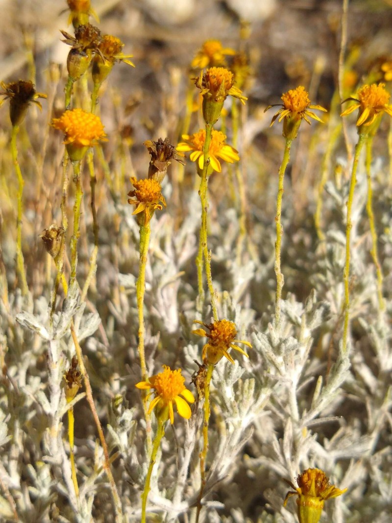 Thymophylla setifolia var. greggii photo 3