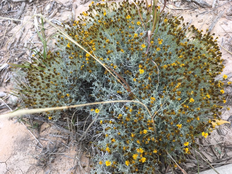 Thymophylla setifolia var. greggii photo 4